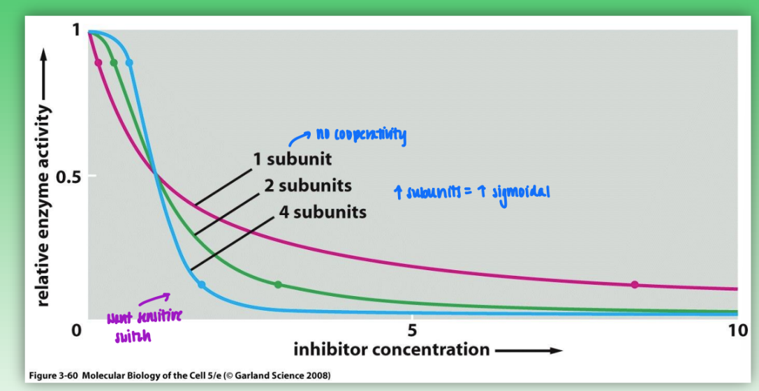 <ul><li><p>w/ increased subunit cooperativity: minor changes in concen of intercellular effector molec = big changes in catalytic activity</p><ul><li><p>increased subunits = increased sigmoidal</p></li></ul></li><li><p>no cooperativity = need large amounts of effector to change catalytic activity</p></li></ul><p></p>