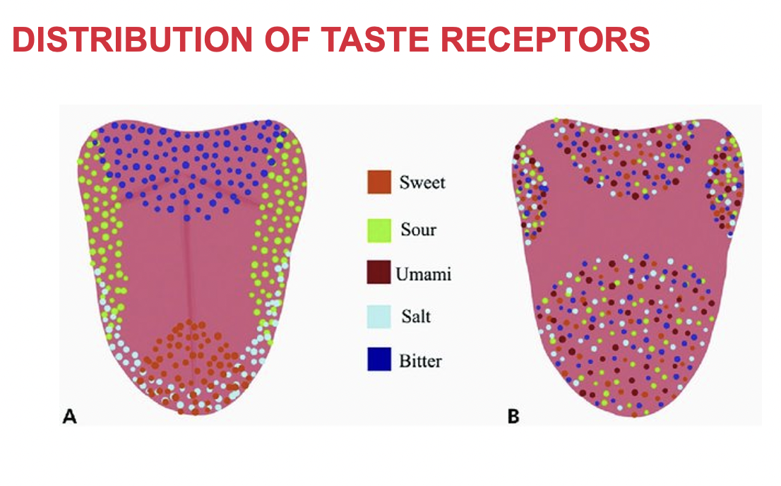 4 primary ones are: sweet, sour, salty, bitter

5th is **umami** (glutamate) a velvety presence to food

* every single taste bud can taste all 5 of these
  * Each area is said to be occupied by a particular taste bud but it has been shown that all taste buds respond to some extent
* taste and smell work synchronously
  * Covid, Cold or allergies - loss of taste. BUT not actually taste buds that are affected- its olfactory sense that is affected and lessens the taste overall