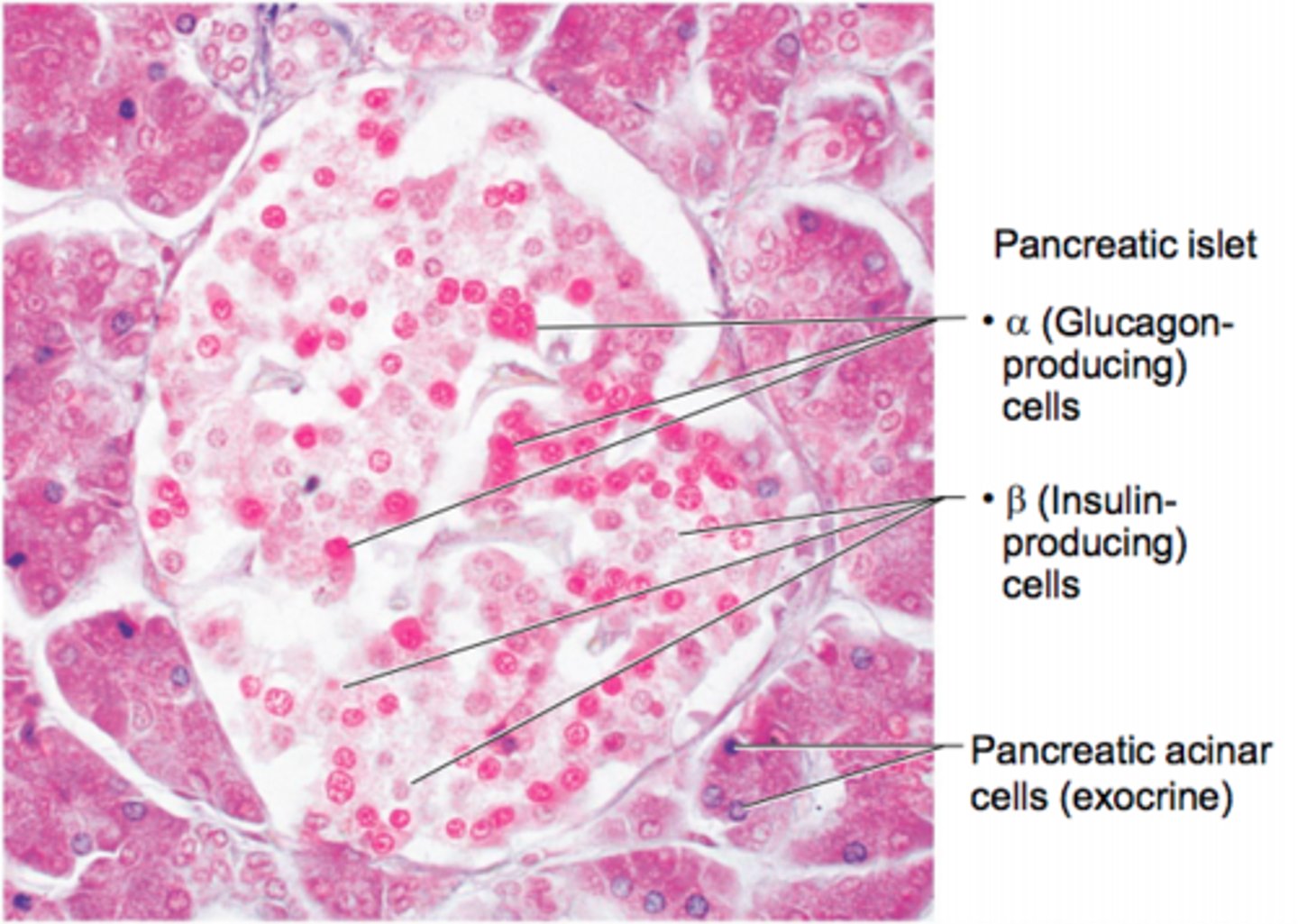 <p>Triangular gland located partially behind stomach and between the kidneys</p><p>It has Acinar cells (exocrine) produce enzyme-rich juice for digestion</p><p>It has Pancreatic islets that produce:</p><p>Alpha cells which produce glucogen</p><p>Beta cells which produce insulin</p>