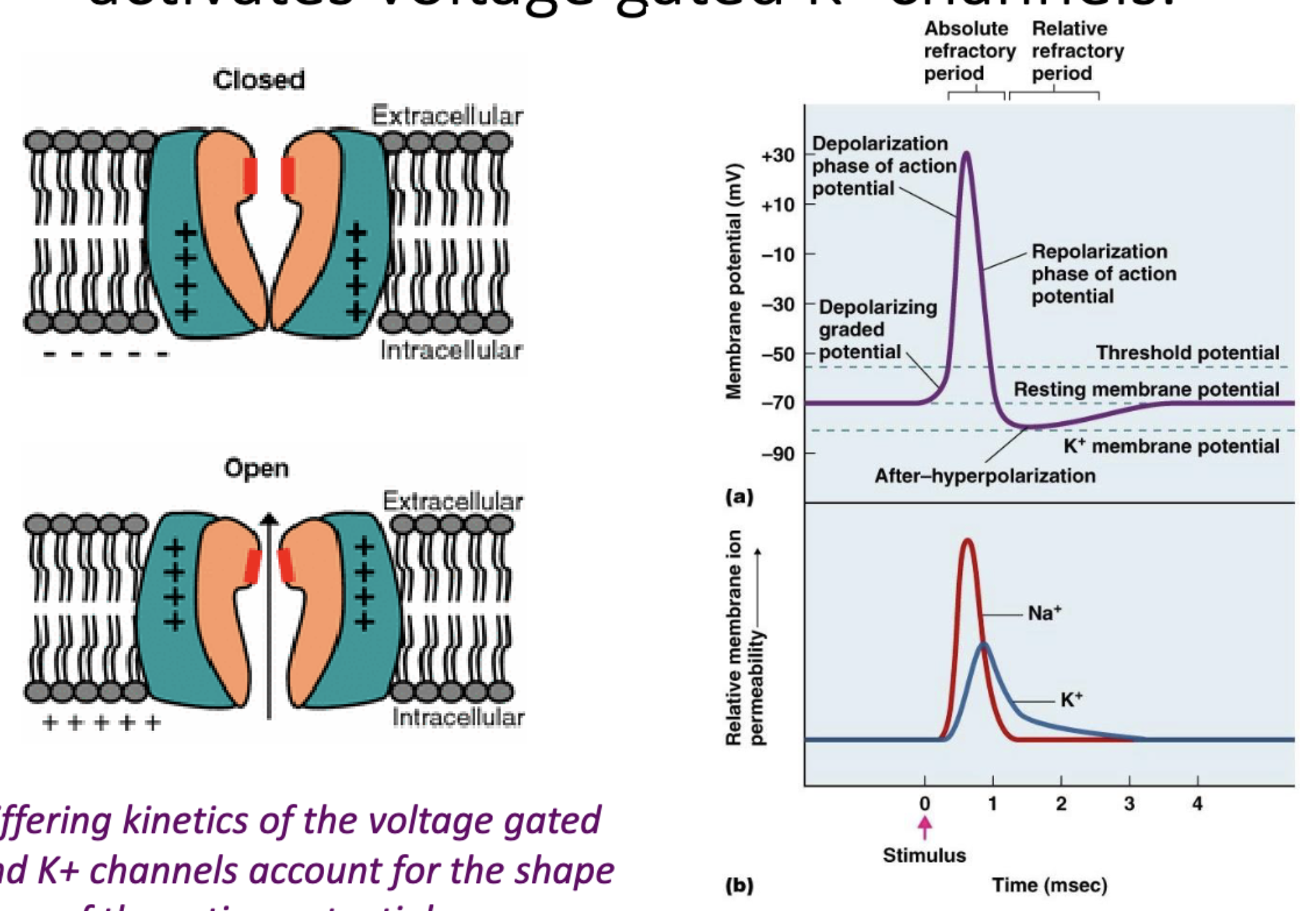 <p>when membrane potential (inside/cytosol) becomes more pos. —&gt; repels pos. charges in the K+ protein channel —&gt; opens channel up b/c pos. charges move and the protein channel changes conformation</p>