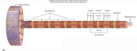 <p>what does this describe:</p><p>central portion of A bad</p><p>only thick filaments present; no thin filament overlap</p><p>disappears with maximal muscle contraction</p>