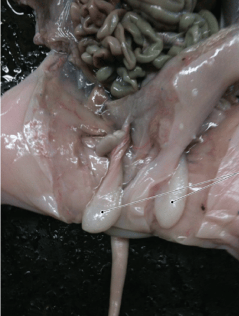 <p>male gonads that produce sperm</p>