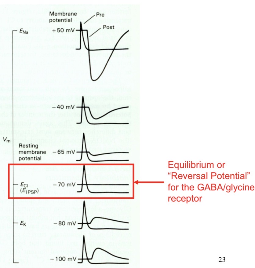 <p>Chloride, it has no leak channels so equilibrium potential is the same as resting membrane potential -70</p><p>Ligand-gated Cl- Channel</p><p>• GABA</p><p>• Glycine</p>