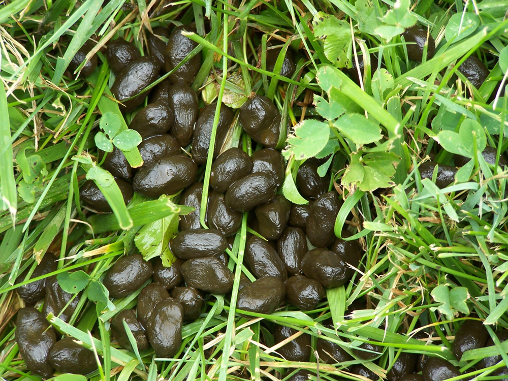 <p><span>The distinctive, pellet-shaped feces produced by many herbivorous mammals, such as rabbits, deer, and goats</span></p>