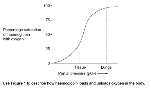 <p><strong><span>Figure 1 </span></strong><span>shows the oxygen dissociation curve for human haemoglobin.</span></p>