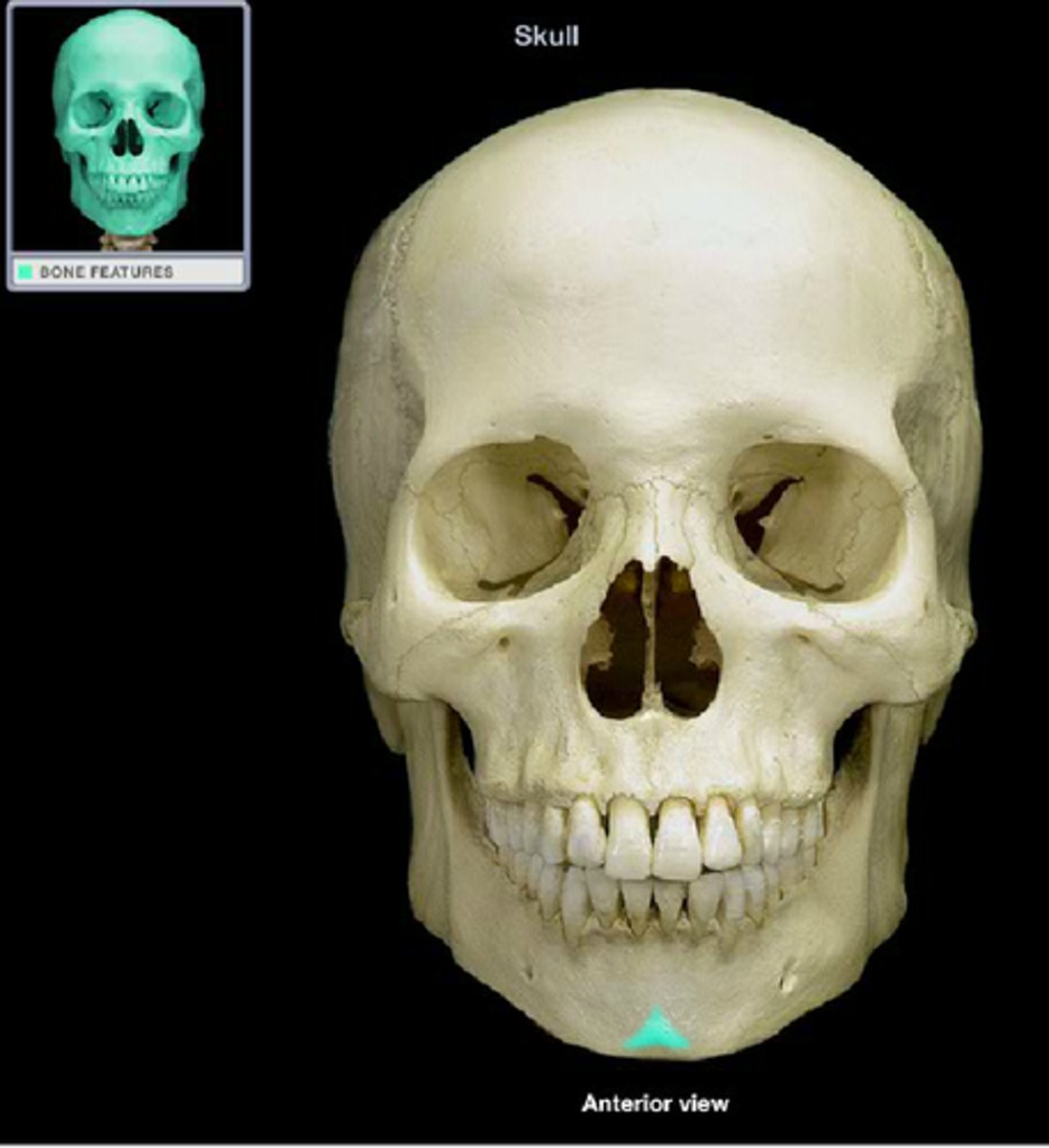 knowt flashcard image