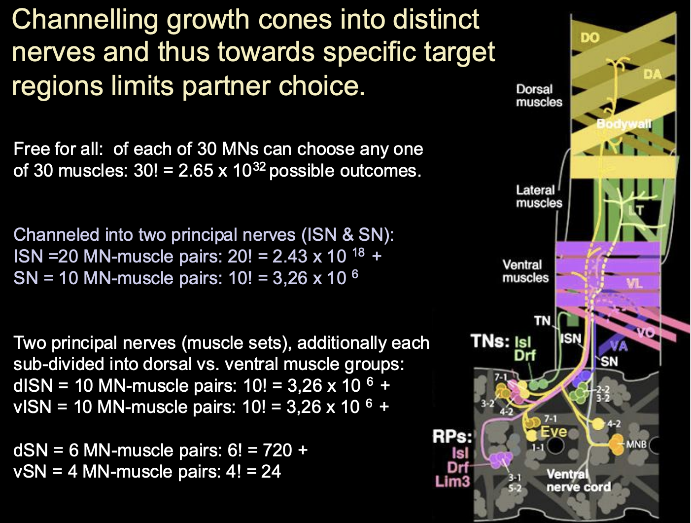 <p>→ Partner choice</p><ul><li><p>If you channel a different number of motorneurons- >you will get different choices and outsomes</p></li><li><p>chanelling is about restriction of choices</p></li></ul><p><em>Therefore just remember that: although the TFs, receptors and their responses to guidance cues has an impact on the identity, you also have the factor that with every choice made, another neuron’s choice will also be effected. The number of neurons available will mean that the combinatorial codes will become different outcomes?</em></p><ul><li><p>i.e all affect eachother?</p></li></ul><p></p>