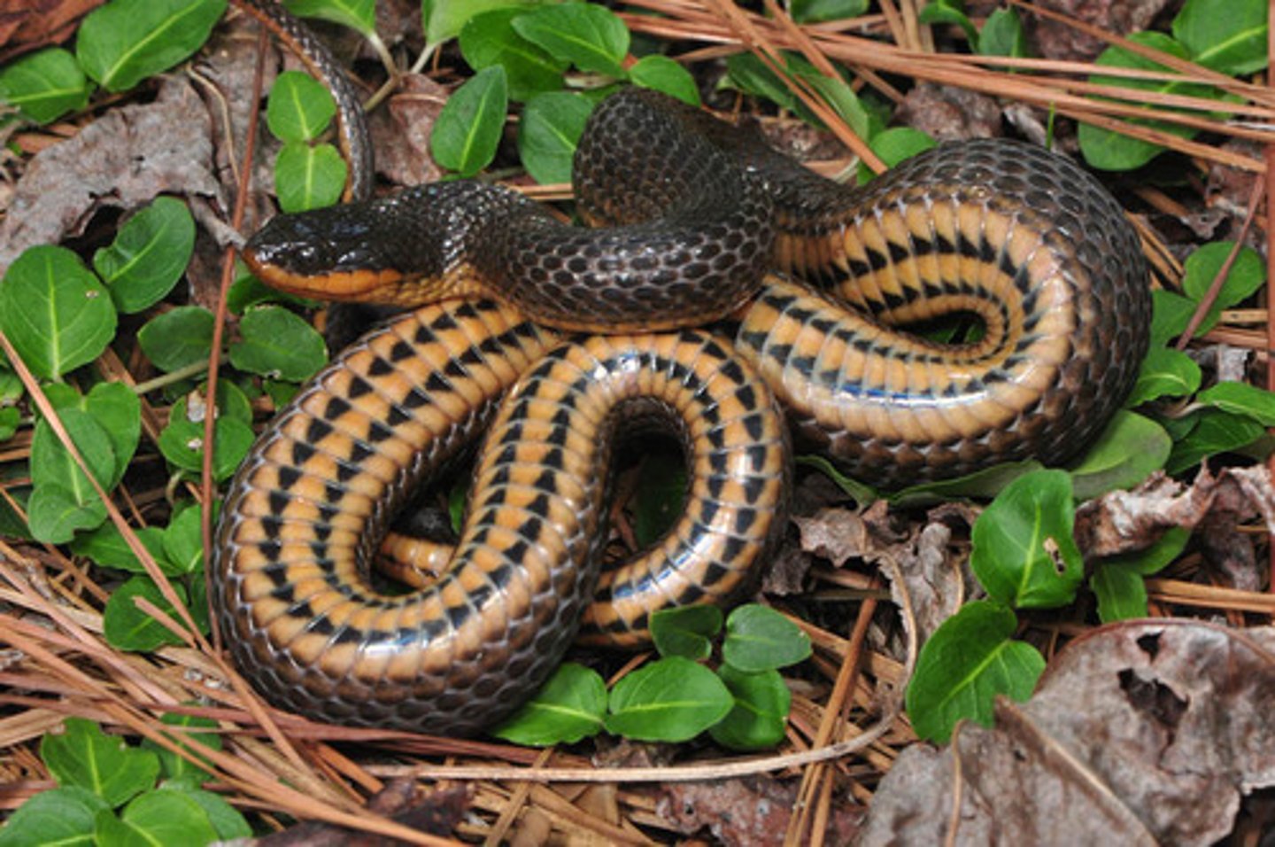 <p>Glossy swampsnake</p>