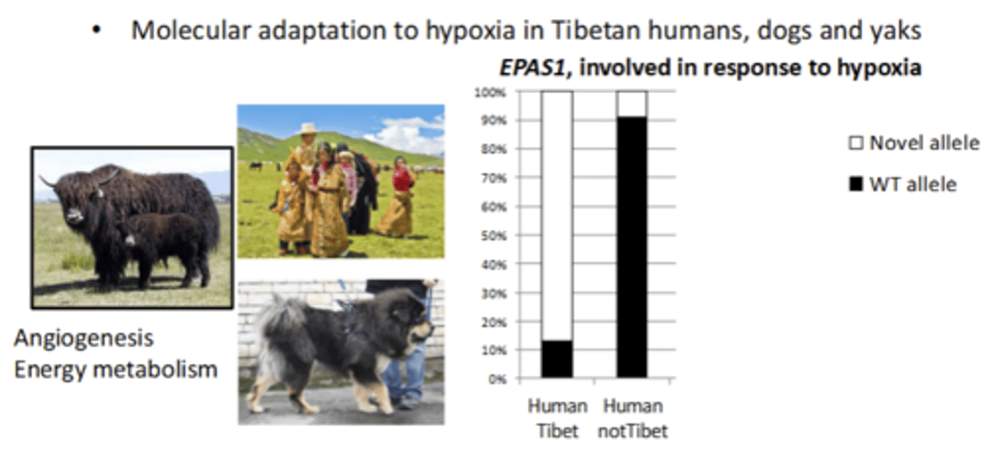 <p>• Molecular adaptation to hypoxia in Tibetan humans, dogs and yaks</p><p>showed very different frequencies in tibet and not in tibet</p><p>- Molecular adaptation to poor soils in plants</p><p>- Molecular basis of wing patterns in butterflies</p><p>- Molecular adaptation to freshwater in sticklebacks</p>
