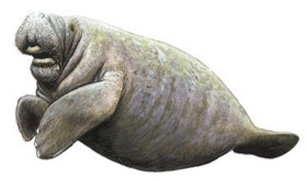 <p>Trichechus manatus </p>