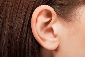 <p>ears</p>