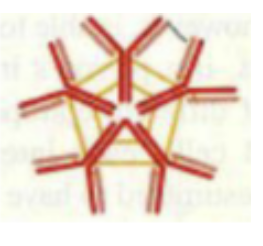 <p>25. The antibody shown below can help your body "fight" against pathogens in all</p><p class="p1">of the following ways EXCEPT . . .</p><p class="p1">A. neutralization of toxins</p><p class="p1">B. immobilization of bacteria</p><p class="p1">C. activation of ADCC</p><p class="p1">D. agglutination of viruses</p><p class="p1">E. interfering with bacterial adhesion to surfaces</p>