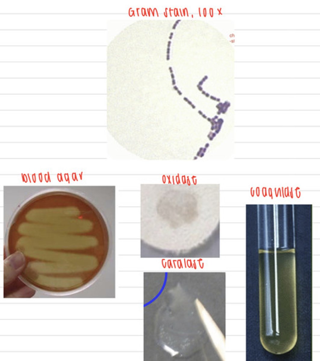 <p>a horse is showing a navel infection as well as mastitis. We take samples, and isolate them on non-enriched media (no growth), blood agar, and MacConkey agar (no growth). we also stain using the gram method and perform oxidase, catalase, and coagulase tests. Here are the results.</p><p>What is the diagnosis?</p>