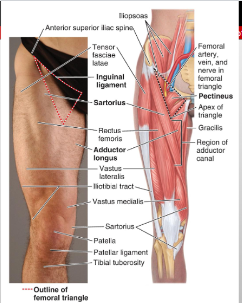 <p>Anterior thigh, just below the inguinal ligament</p>