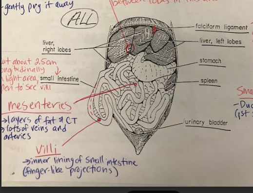 <p>Sheets of thin, membranous tissue that suspend and support the organs in the abdominal cavity. They provide a pathway for blood vessels, nerves, and lymphatics and also help to hold the organs in place.</p>