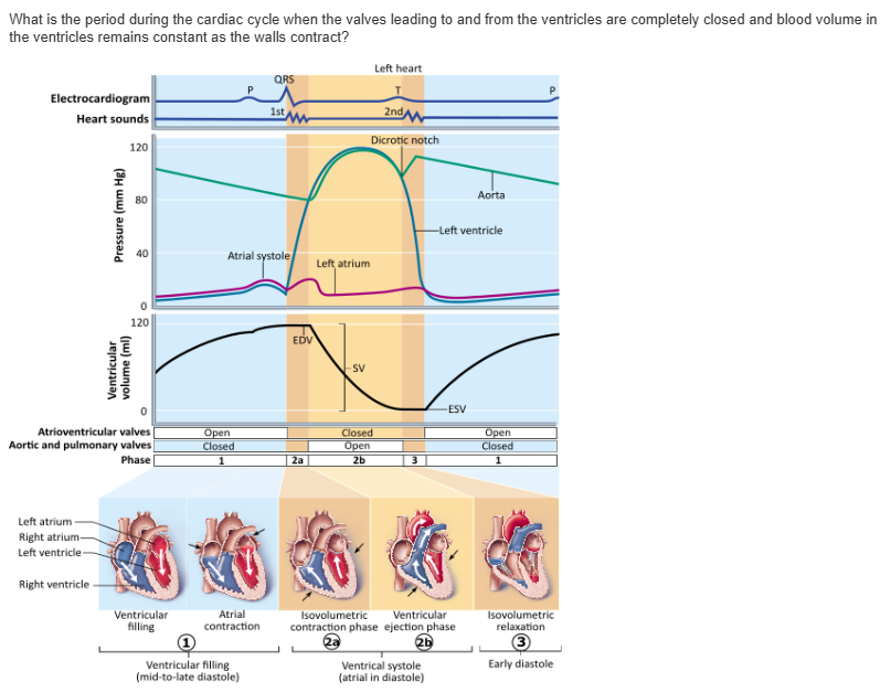 <table style="min-width: 25px;"><colgroup><col style="min-width: 25px;"></colgroup><tbody><tr><td colspan="1" rowspan="1" style="margin: 0px; padding: 0.3em; position: relative;"><p>ventricular ejection &nbsp; &nbsp; &nbsp; &nbsp;</p></td></tr><tr><td colspan="1" rowspan="1" style="margin: 0px; padding: 0.3em; position: relative;"><p>isovolumetric relaxation phase &nbsp; &nbsp; &nbsp; &nbsp;</p></td></tr><tr><td colspan="1" rowspan="1" style="margin: 0px; padding: 0.3em; position: relative;"><p>ventricular filling &nbsp; &nbsp; &nbsp; &nbsp;</p></td></tr><tr><td colspan="1" rowspan="1" style="margin: 0px; padding: 0.3em; position: relative;"><p>isovolumetric contraction phase &nbsp;</p></td></tr></tbody></table><p></p>