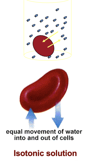 <p>When red blood cells are</p>
<p>placed in a saline solution</p>
<p>no change will be observed.</p>
<p>SINCE NO DIFFERENCE IN OSMOLARITY</p>