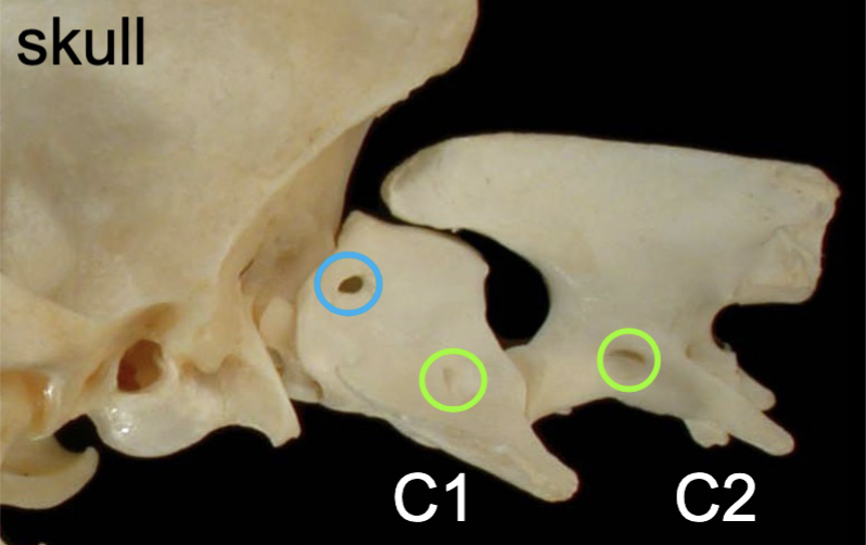 <p>cranial→caudal direction     (green)</p><p>passageways for vertebral aa. &amp; vertebral nn.</p>