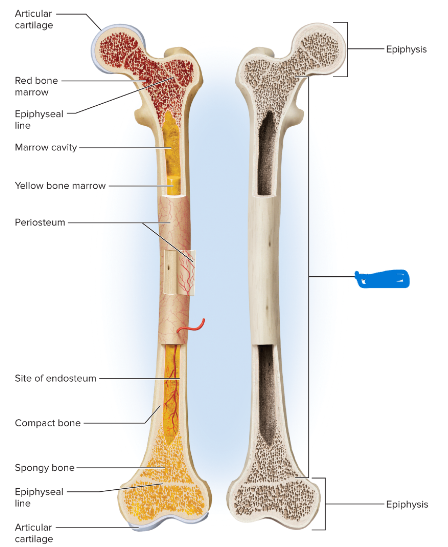 <p>diaphysis</p>