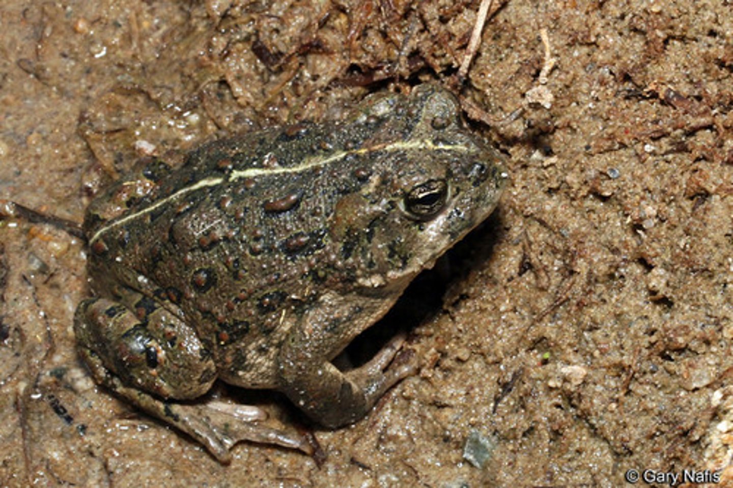 <p>Boreal toad</p>