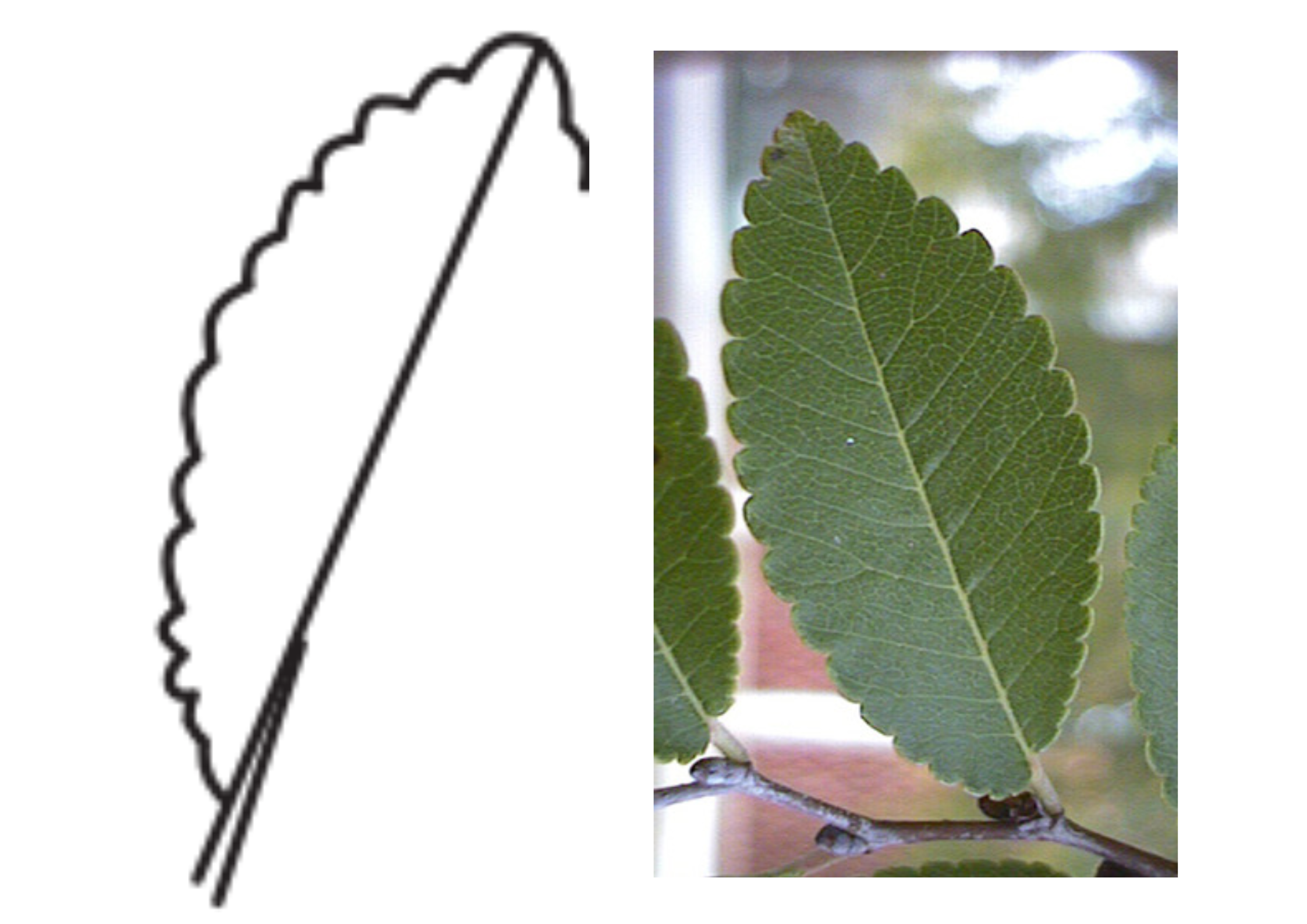 <p>Leaf margin</p>