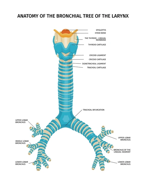 <p><span style="color: rgb(238, 240, 255)">providing structural support to these airways, preventing them from collapsing during breathing. This support is essential for maintaining airflow to and from the lungs, ensuring efficient gas exchange.</span><span>&nbsp;</span></p>