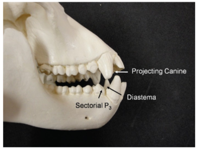 <p>sectorial premolar</p>