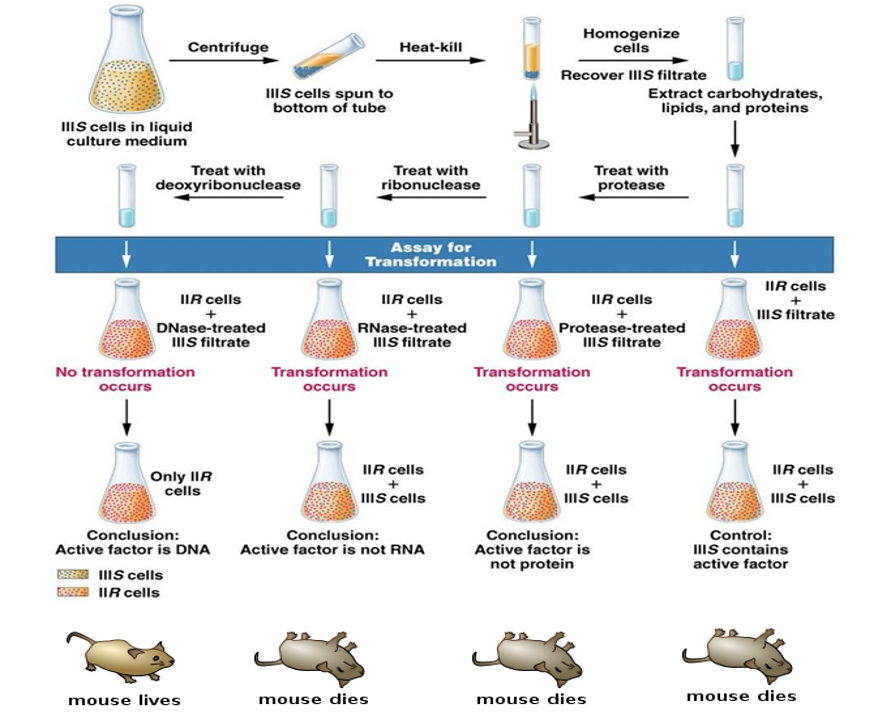 <p>Provided evidence that DNA was the transformation factor</p>