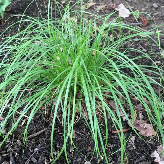 <p>Pennsylvania sedge </p>