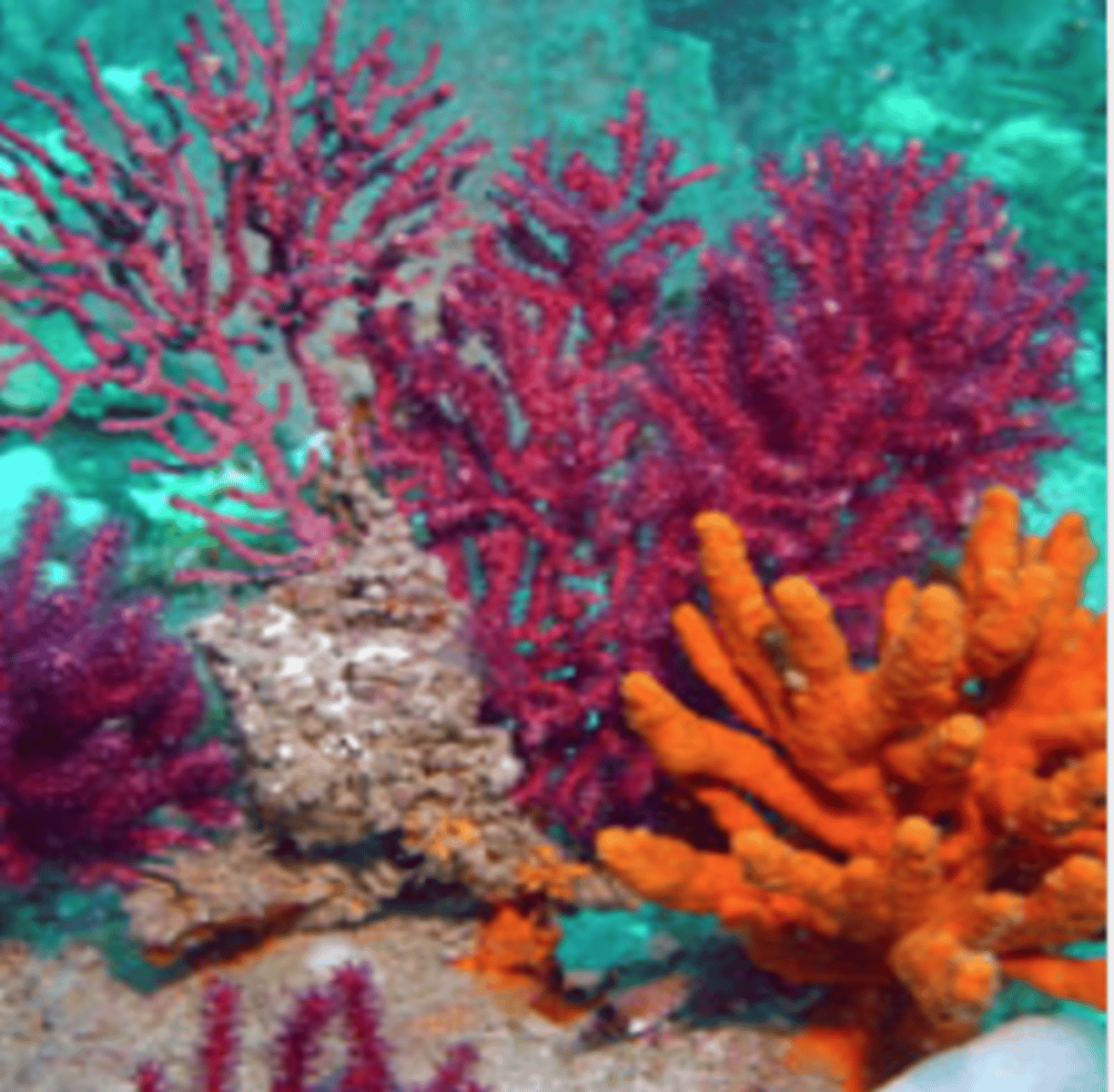 <p>I am multicellular eukaryote that belongs to the Kingdom Animalia. I have a tube-like segmented body. I like to live in the soil and leaf liter. I consume soil, extracting nutrients from decomposing organic matter like leaves and roots. I am vital to soil health and to plants growing in it because I transport nutrients and minerals from below to the surface via their waste. I can eat up to a third of its body weight in a day.</p>