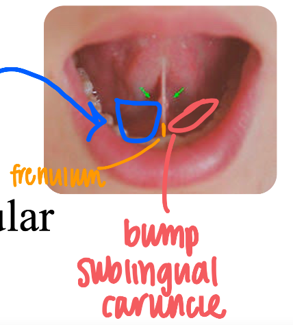 One of the three large, paired salivary glands

\
Wraps around the posterior border of the mylohyoid 

\
Consists of 2 parts:


1. Superficial Part - large, lies within the submandibular triangle and the submandibular fossa
2. Deep Part - small, lies superior to the hylohyoid muscle. 

   
   1. Submandibular duct is 5cm long, opens into the oral cavity on *sublingual caruncle*, located lateral to the frenulum of the tongue. 

\
Innervation - Parasympathetic fibers from the facial nerve (CN VII) via the submandibular ganglion. 