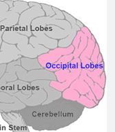 <p>where is the occipital lobe?</p><p>function?</p>