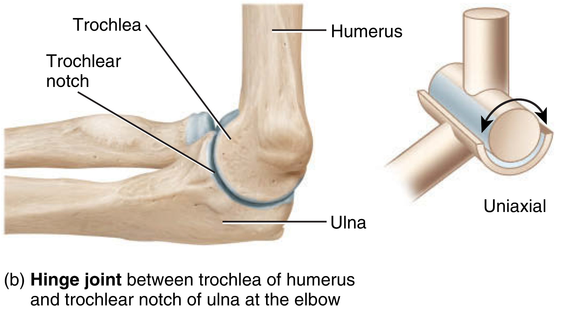<p>type: hinge joint&nbsp;</p><p>type of motion: uniaxial movement, flexion and extension&nbsp;</p><p>location: distal humerus and proximal ulna&nbsp;</p>