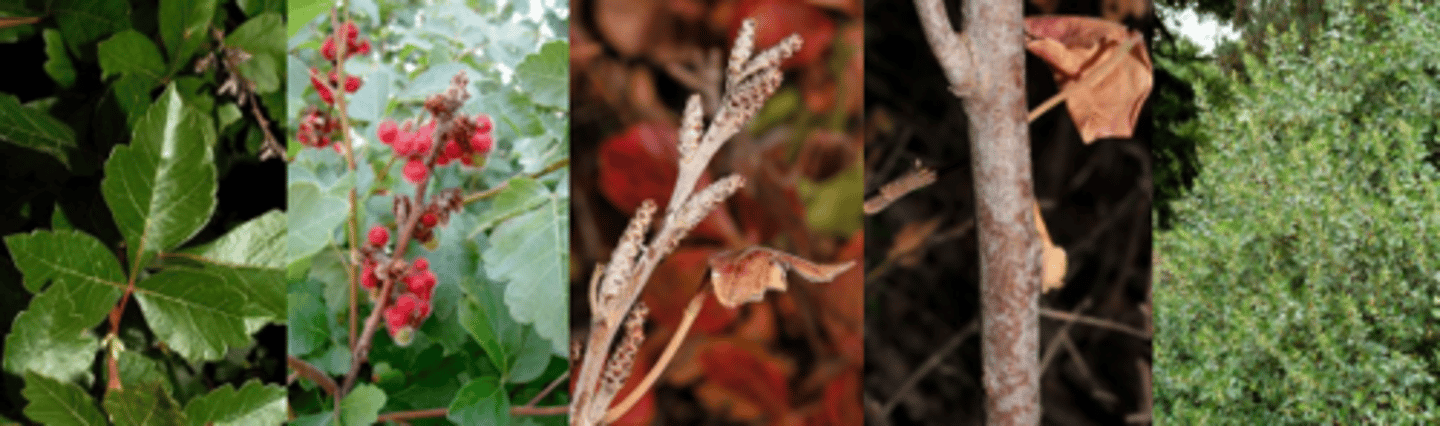 <p>Leaves: alternate, trifoliate, 3-5” long, leaflets sub-sessile (almost no petiole), ovate, coarsely toothed, pubescent beneath; fragrant odor when crushed (like cleaning products). </p><p>Twigs: slender, brown, pubescent, aromatic; </p><p>Buds: small, yellowish-brown, covered by leaf scar. (like tiny pineapples) </p><p>Fruit: on female red, hairy drupe 1/4". Good orange to red fall color; foliage has a pleasing odor when crushed. </p><p>Bark: gray-brown and tight; initially smooth with obvious lenticels </p><p>Form/Silvics: mature size 2-4’ tall. Often small bush.</p>