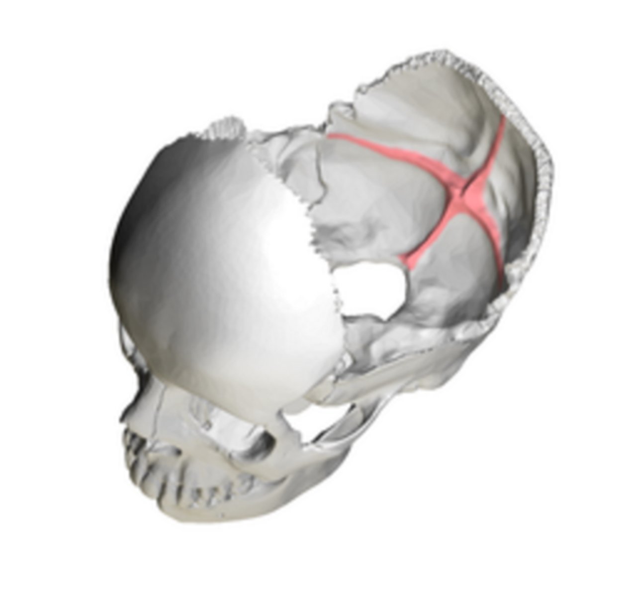 <p>divides the endocranial surface of the occipital squama into four fossae, cross-shaped (think <strong><em><u>crucifix)</u> </em></strong>-- internal occipital protuberance is center point</p>