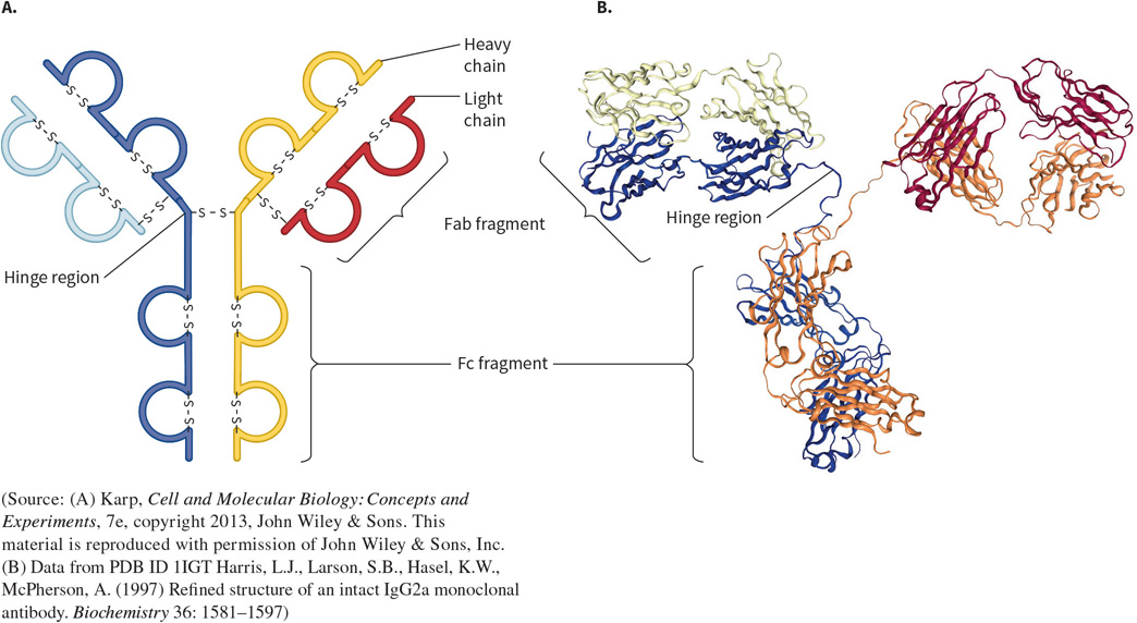 <p>What protein is this? Structural and functional characteristics?</p>
