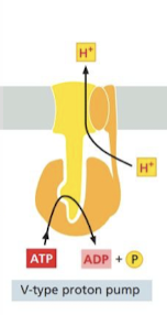 <p>Pumps made up of different subunits</p><ul><li><p>transfers H+ into organelles</p></li></ul>