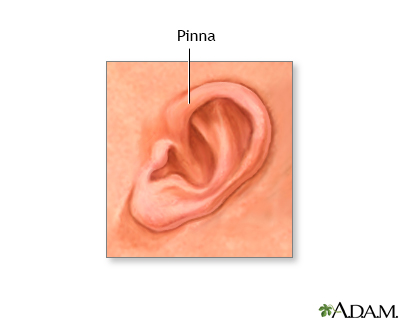 <p><strong><u>Audition (Mod 20)</u></strong></p><p>There is the pinna, which is a fancier word for ear, and the ear canal. It collects and sends sounds to the eardrum.</p>