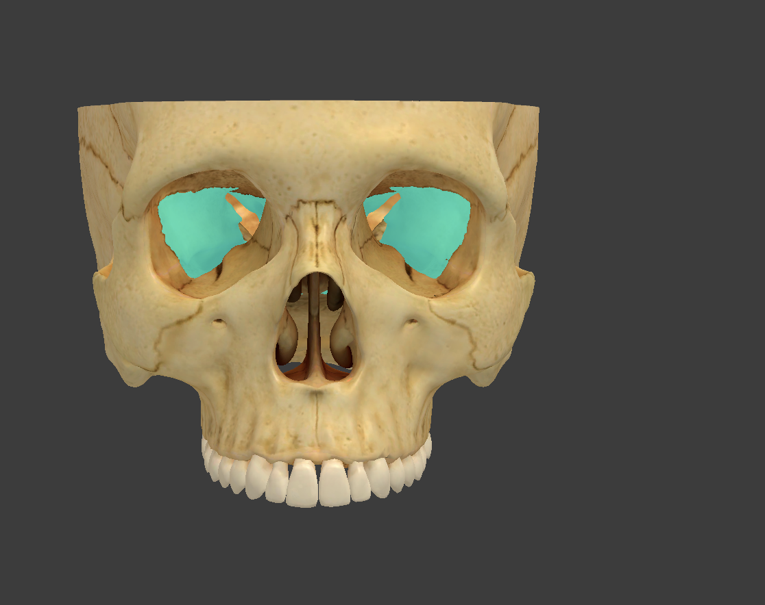 <p>What cranial bone is this?</p>