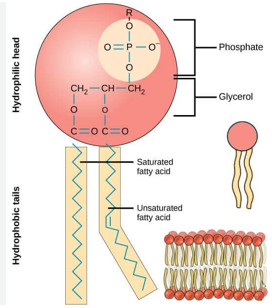 <ul><li><p><span>The main component of <strong>cell membrane&nbsp;</strong></span></p></li><li><p><span>Composed of <strong>two main parts, a phosphate head and two fatty acid tails&nbsp;</strong></span></p></li><li><p><span><strong>Amphipathic: </strong>The phosphate head is polar and hydrophilic while the fatty acid chains are nonpolar and hydrophobic (similar to soap)&nbsp;</span></p></li><li><p><span><strong>Ester and Phosphate ester linkages to a glycerol</strong></span></p></li></ul><p></p>