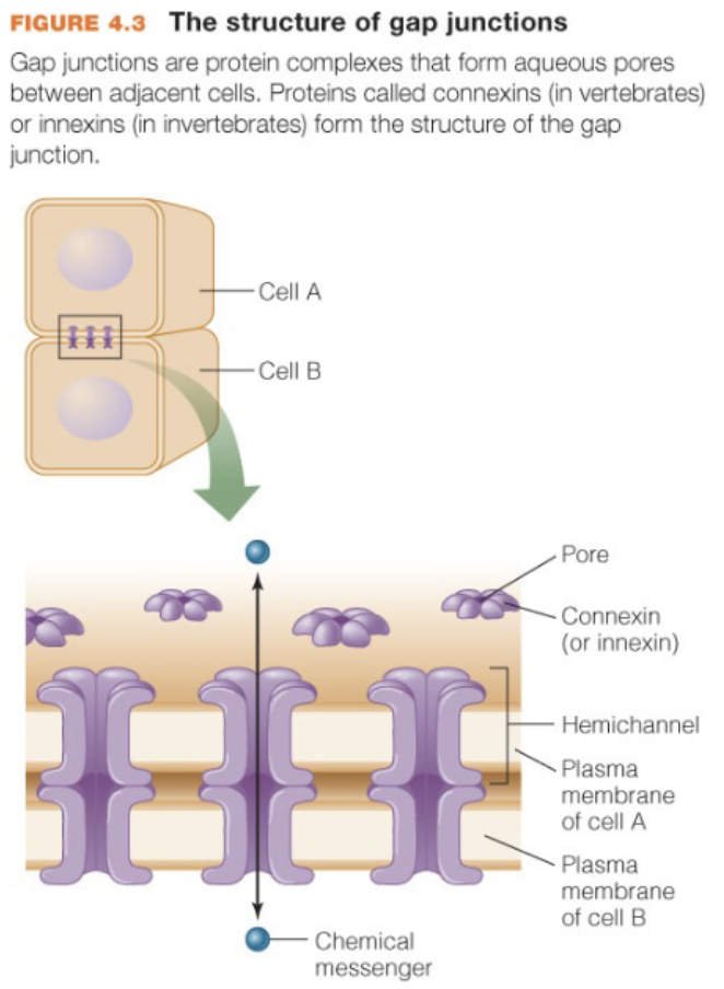 <p>provide direct connections b/w cells that are in contact; traffic is generally controlled by diffusion and ligands are usually hydrophilic (not always); fast, and efficient</p>