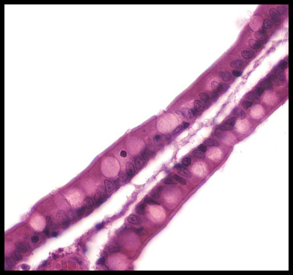 <p>Identify!</p>