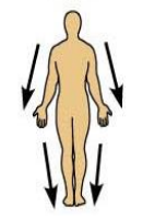 <p>Refers to a position farther from  the origin of the body part or the point of attachment of a limb to the body trunk </p><p>Distance=further away </p><p>For example, the knee is distal to the thigh</p>