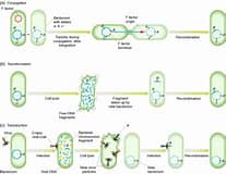<p>Steps of Transformation in bacteria</p>