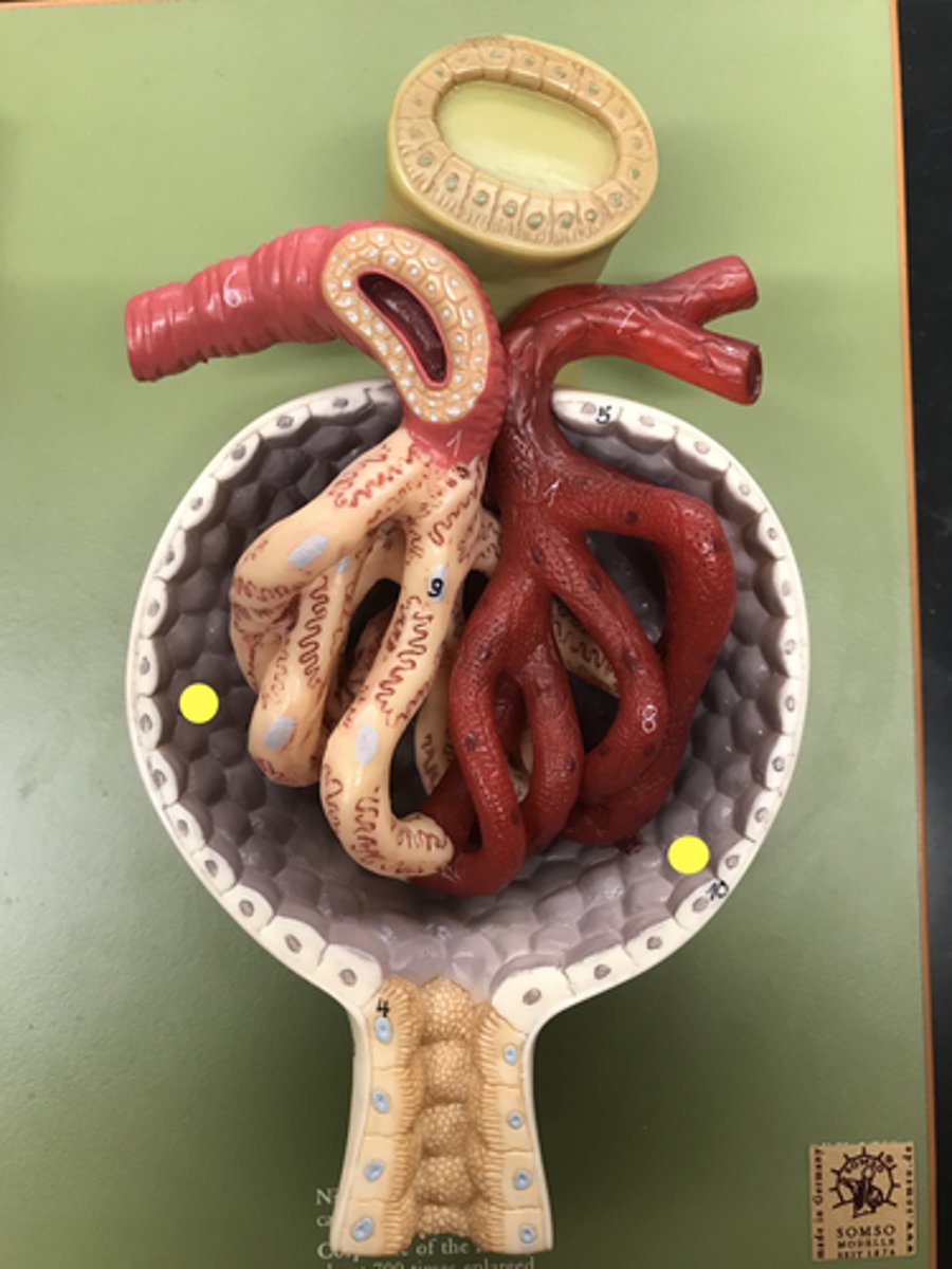 <p>Name this LAYER</p>