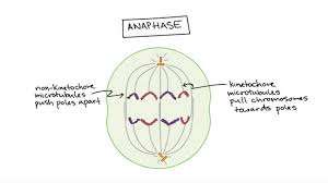 <p>Anaphase</p>