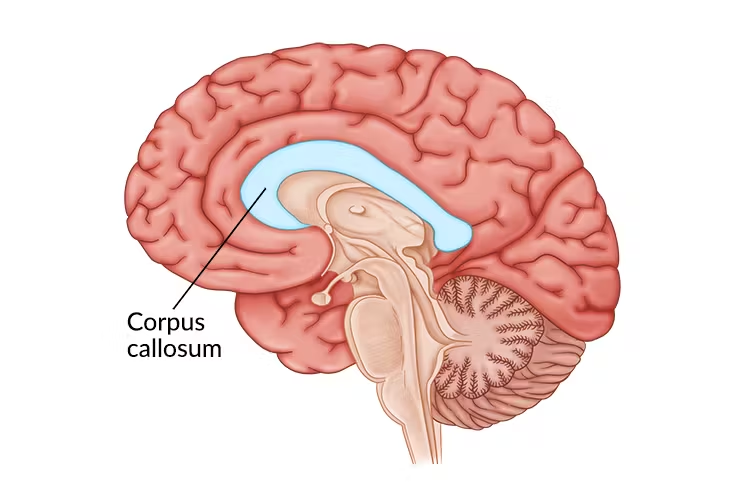 <ul><li><p>middle of the brain</p></li><li><p>ensures both sides of the brain can communicate &amp; send signals to each other </p></li></ul><p></p>