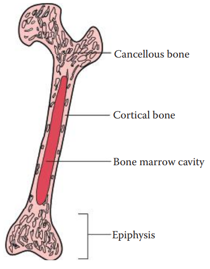 Diagram of a long bone.