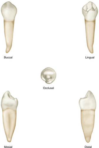 <ul><li><p>eruption 10-12 years</p></li><li><p>always smaller than 2nd premolar </p></li><li><p>resembles canine </p></li><li><p>mesial cusp ridge shorter</p></li><li><p>tip of cusps centered </p></li><li><p>transverse ridge cause 2 fossaes </p></li><li><p>lingual cusp much smaller/narrower</p></li><li><p>single rooted; very occasionally two roots</p></li><li><p>buccal outline longer than lingual crown tilts lingually</p></li></ul><p></p>