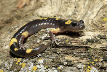 <ul><li><p>southern end of Sierra Nevada</p></li><li><p>spots range from .25 to .5 cm</p></li><li><p>northern species have smaller spots → speckles</p></li></ul><p></p>